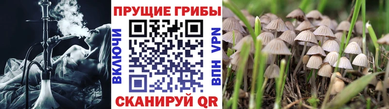 Купить закладки  Ейск  Псилоцибиновые грибы GOLDEN TEACHER 